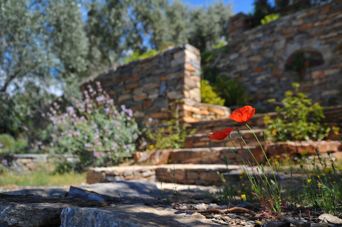 Xeriscaping